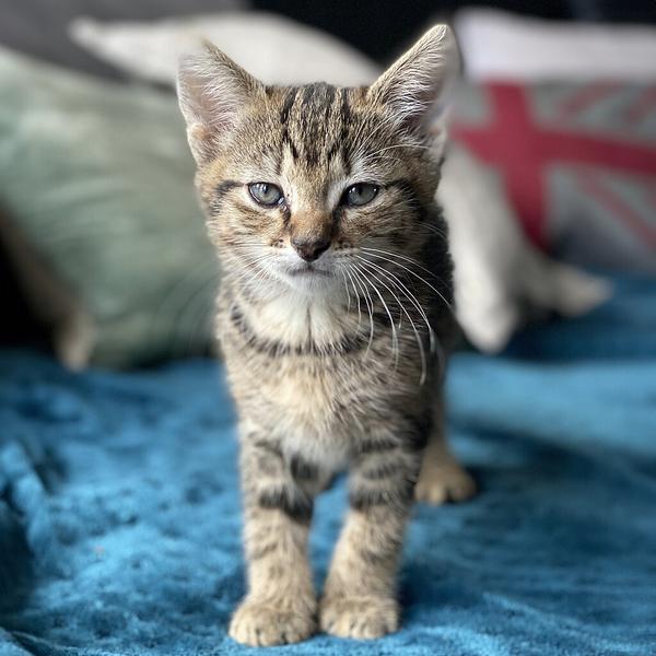 kitten.jpg